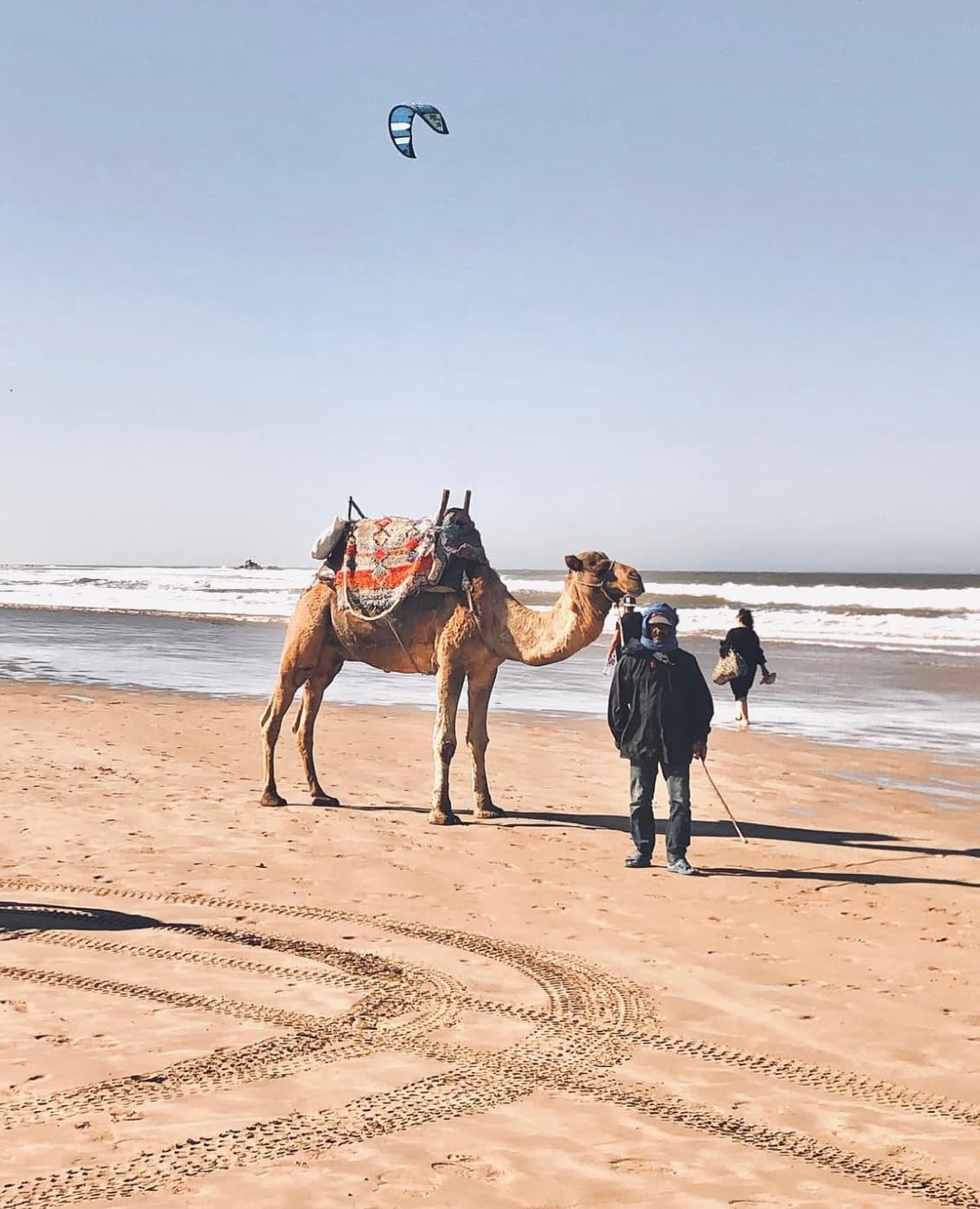 Camel walking on the beach