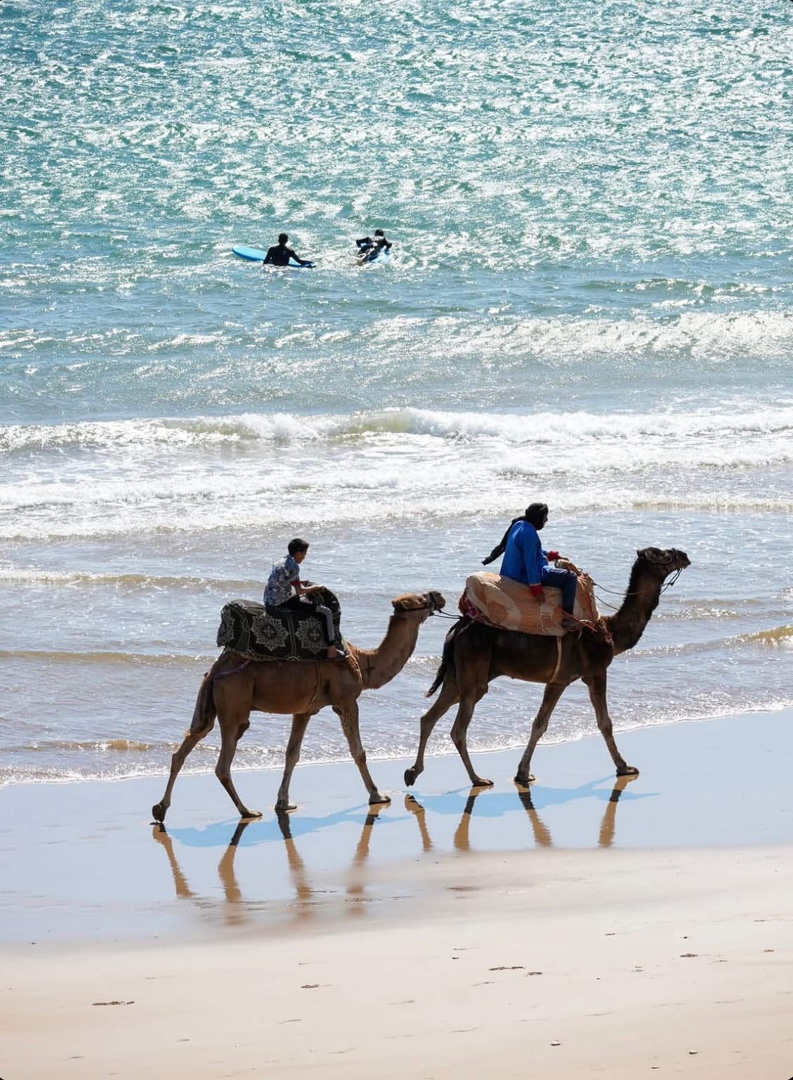 Surfers in the water behind camels on the beach