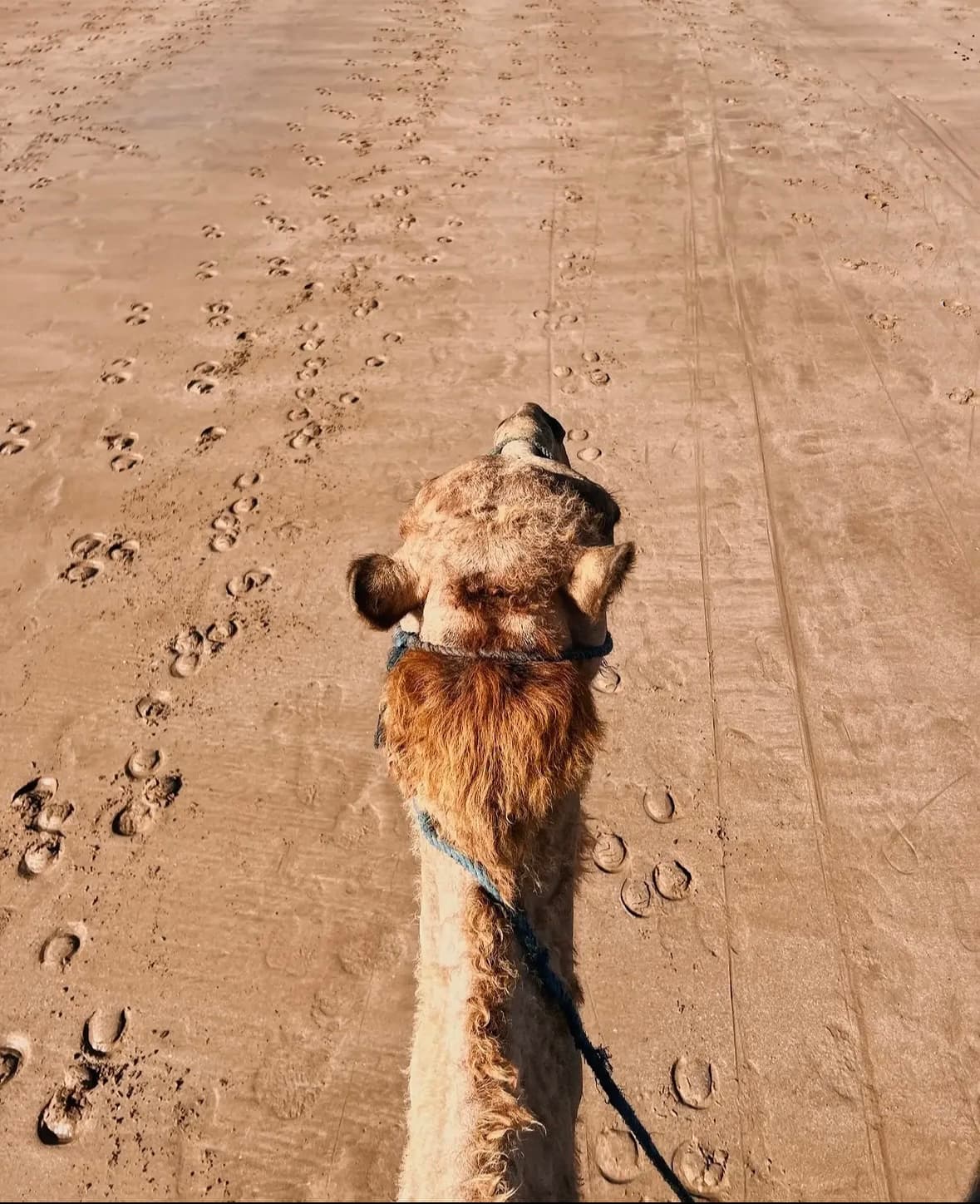 Rider's view from the top of a camel