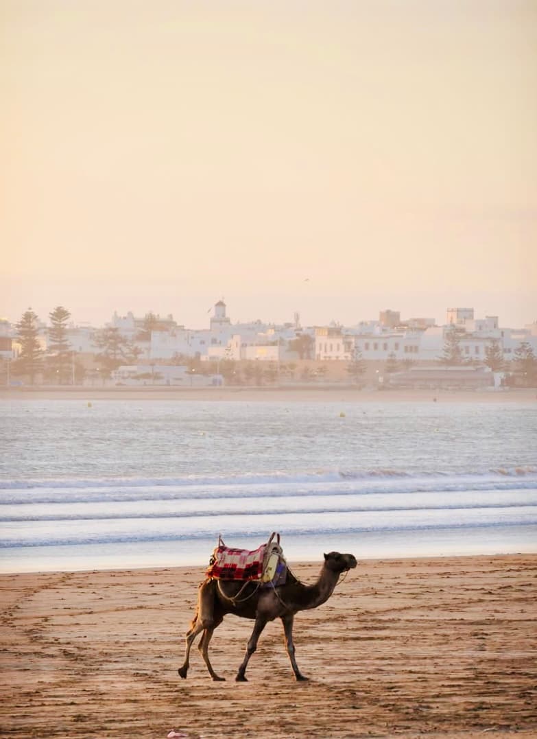 Camel on the beach with Essaouira skyline
